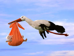 stork